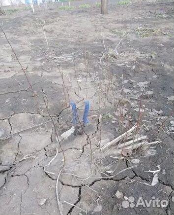 Саженцы абрикос однолетки