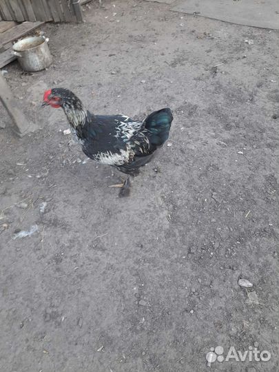 Петухи