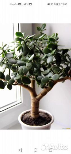 Крассула толстянка