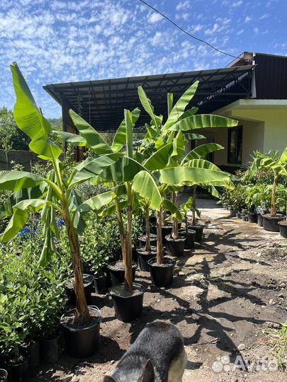 Банановая пальма