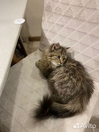 Кошка или котик