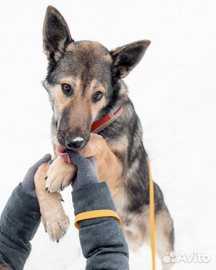 Обнимательный Акелла ищет дом