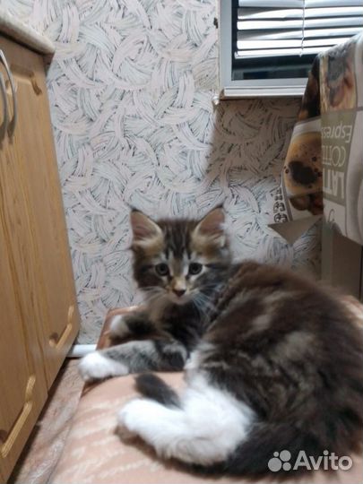 Котенок мейн-кун
