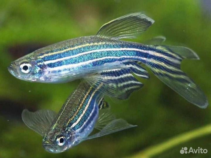 Аквариумные рыбки данио