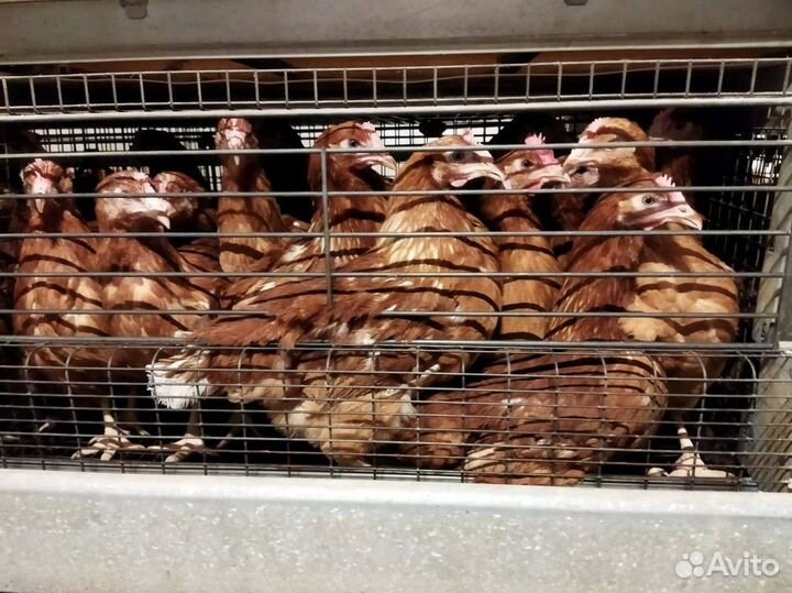 Несушки с доставкой