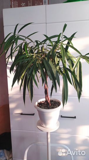 Фикус: Али коса, Тинеке, Кинки, Амстел кинг