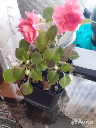 Укорененные черенки,ванька мокрый