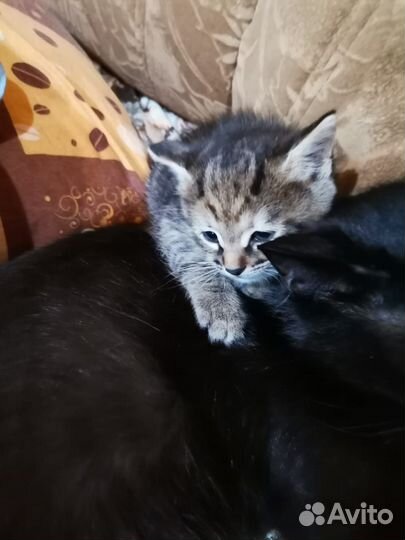 Кошечка тигренок в добрые руки