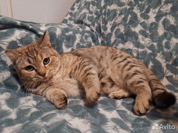 Кошка британка