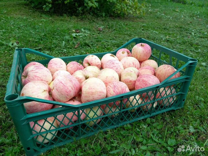 Яблоки садовые