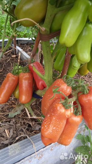 Семена коллекционных сортовых томатов