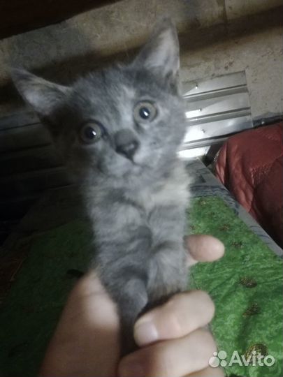 Котёнок девочка