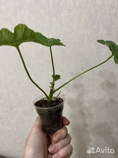 Пеларгонии сортовые