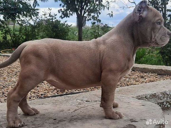 Американский булли щенки мерль