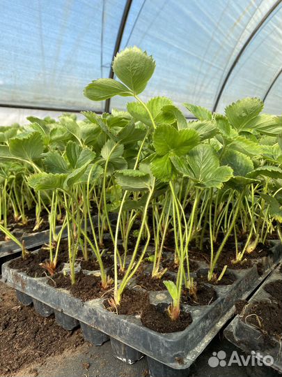 Саженцы клубники (опт и розница)