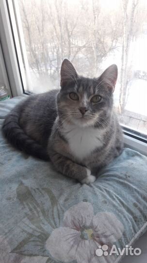 Кошечка 7 месяцев