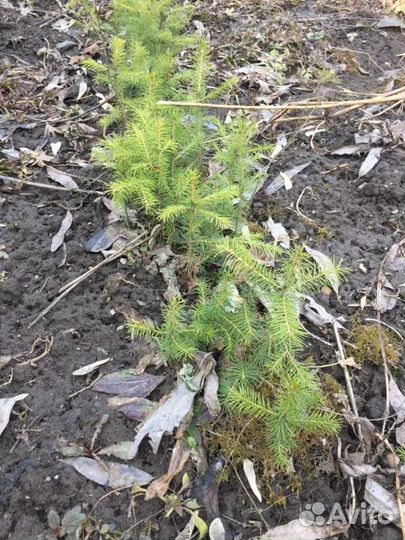 Саженцы рябины, шиповника, туя