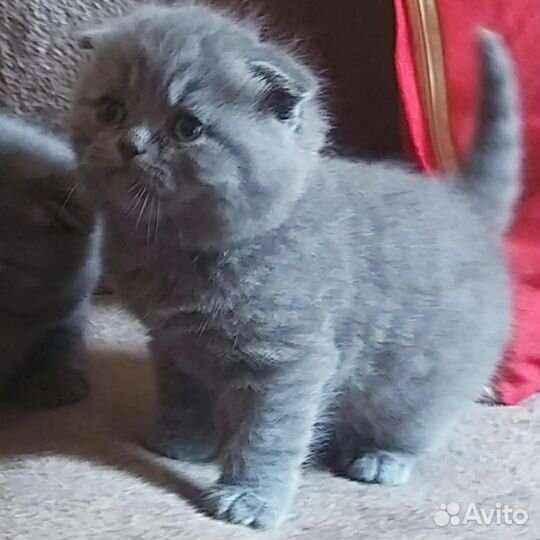 Бронь шотландских котят