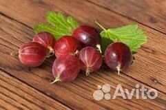 Саженцы красной, чёрной смородины и крыжовника