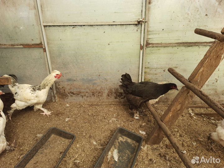 Куры молодки