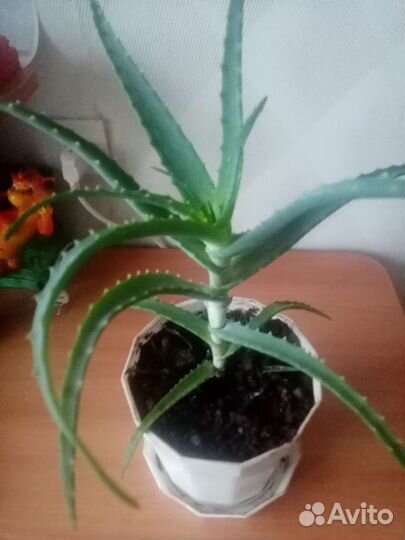 Алоэ столетник