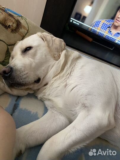 Отдам лабрадора