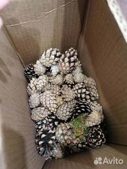 Шишки, фрагменты мха