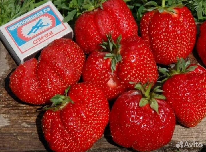 Клубника рассада