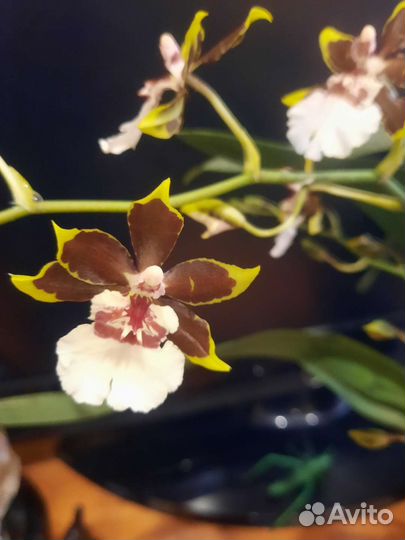 Орхидея камбрия