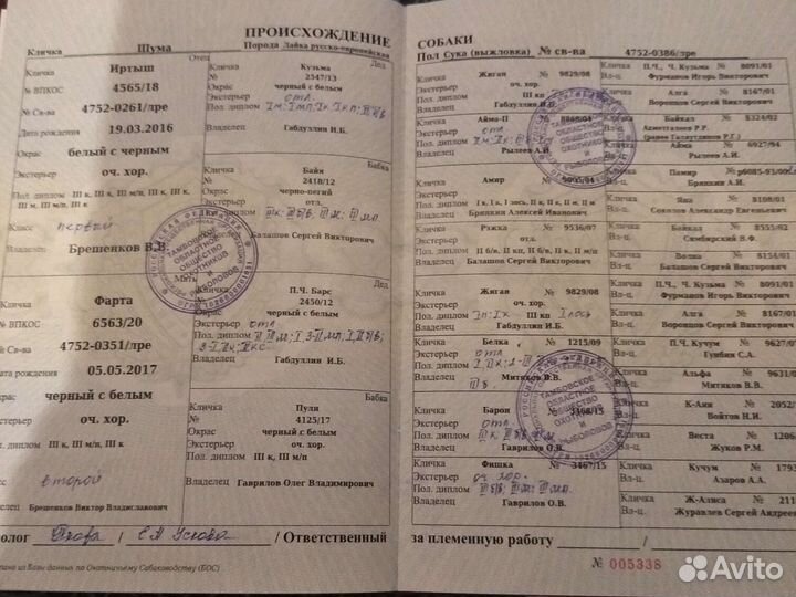 Щенята русско-европейской лайки