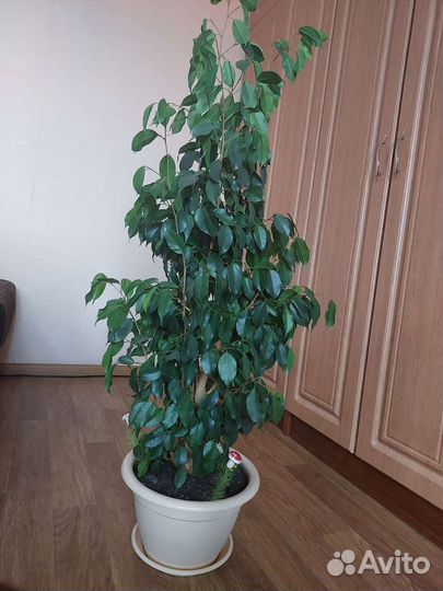 Комнатные цветы