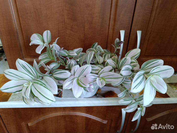 Традесканция альба