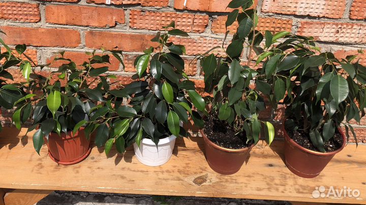 Бенджамина фикус