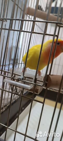 Попугай неразлучник жёлтый окрас