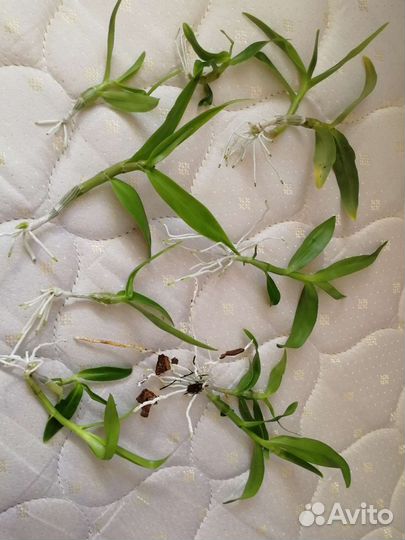 Дендробиум орхидея детки