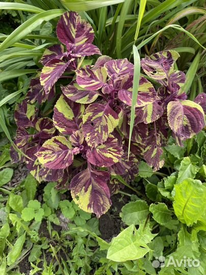 Колеусы вегетативные