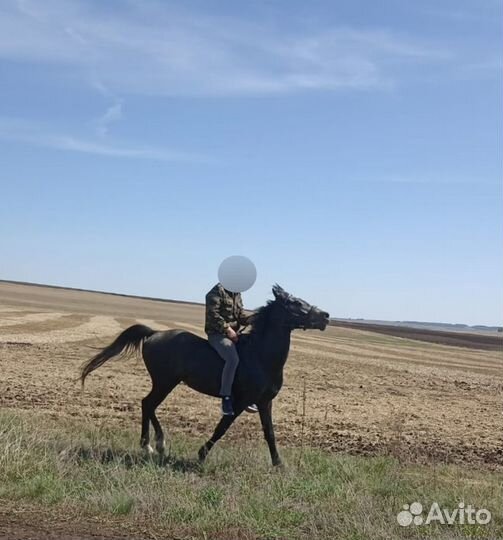 Лошади жеребец