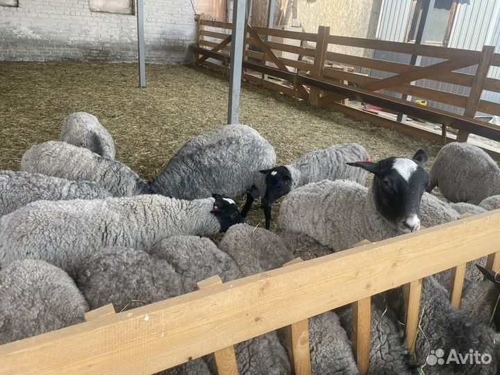 Овцы бараны ягнята