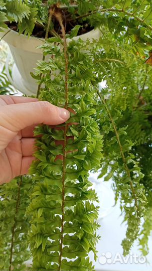 Папоротник нефролепис