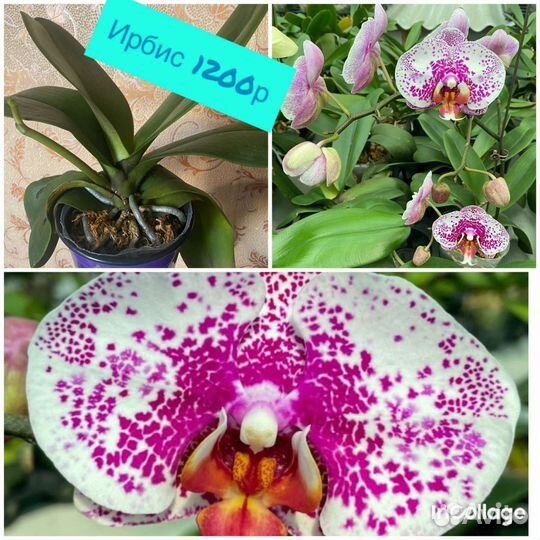 Орхидея фаленопсис бабочка, биглип, арома