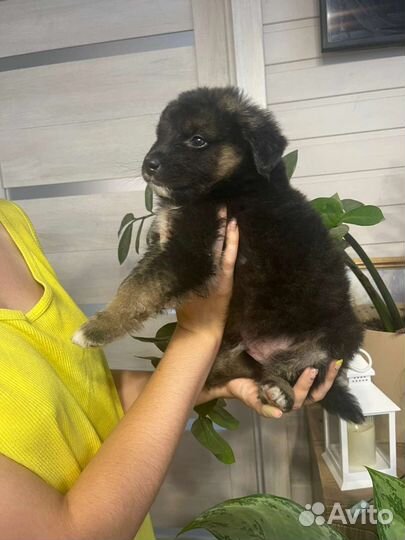 Щенок мальчик в дар