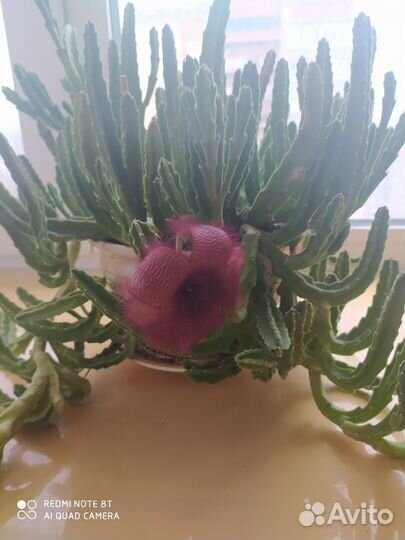 Цветок в красивом керамическом горшке. Цветущий