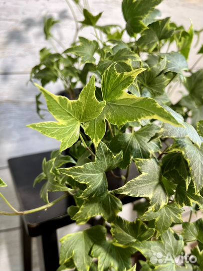 Плющ хедера, активно растущее растение