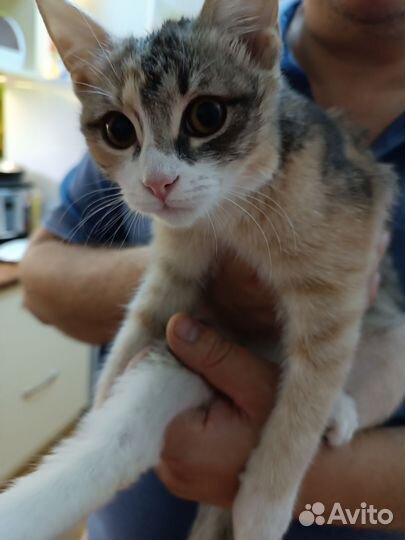 Котенок в дар бесплатно