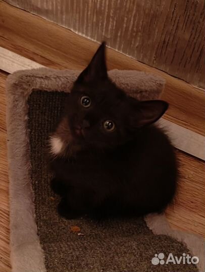 Котята в добрые руки приучены к лотку