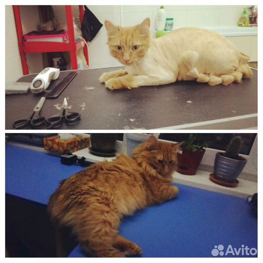 Стрижка кошек и кастрациюя котов с выездом на дом