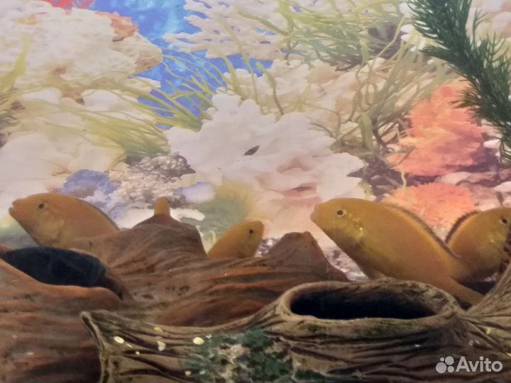 Цихлиды еллоу