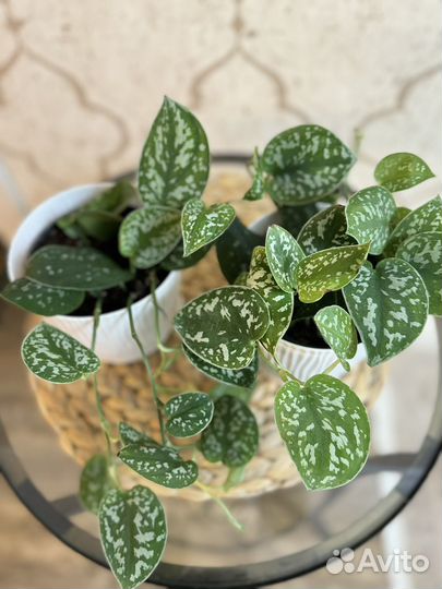 Сциндапсус пиктус