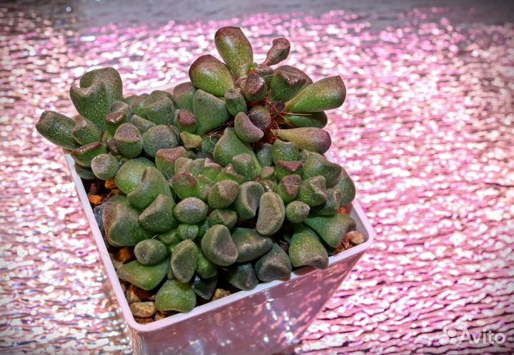 Адромискусы