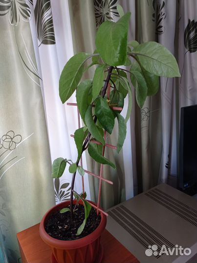 Джинура лечебная